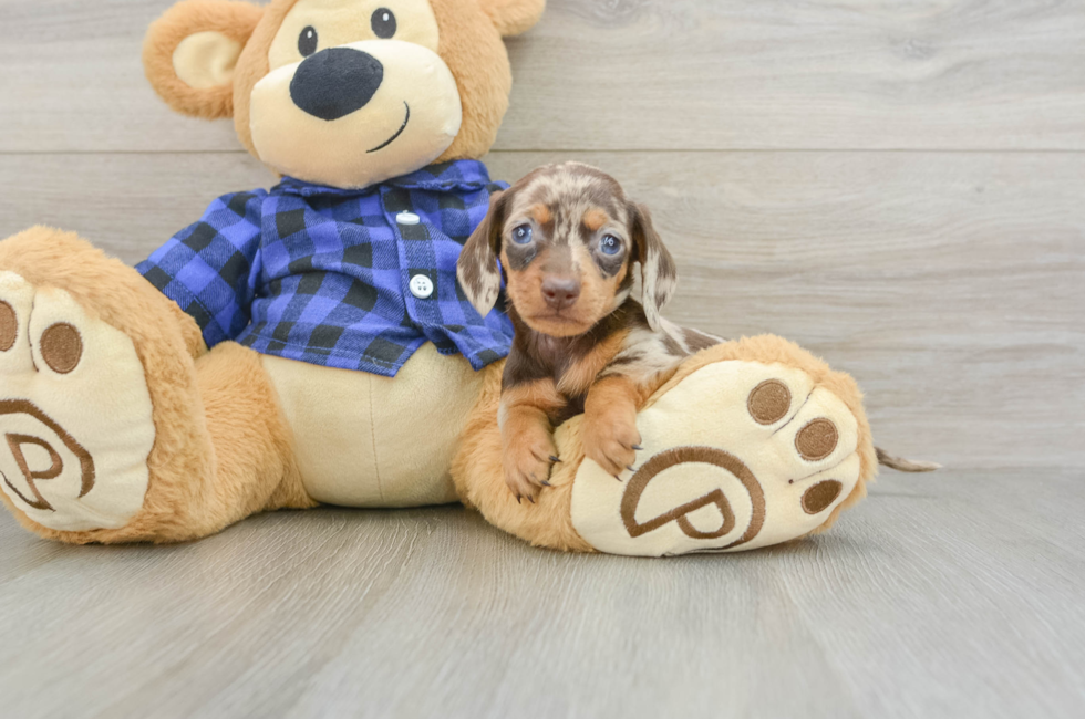 6 week old Dachshund Puppy For Sale - Pilesgrove Pups