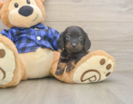 5 week old Dachshund Puppy For Sale - Pilesgrove Pups