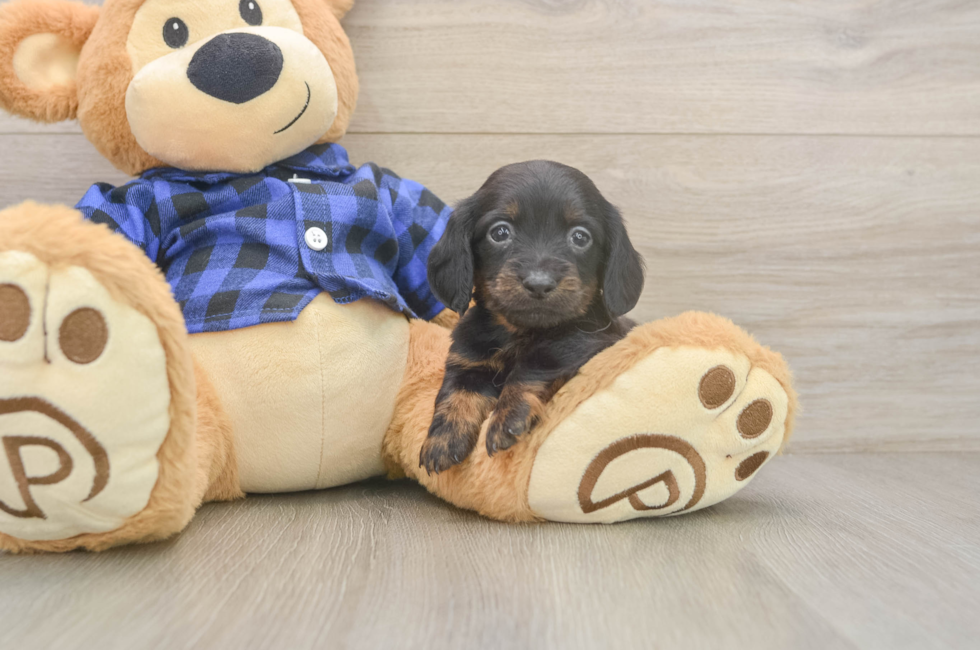 5 week old Dachshund Puppy For Sale - Pilesgrove Pups