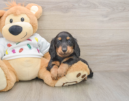 5 week old Dachshund Puppy For Sale - Pilesgrove Pups