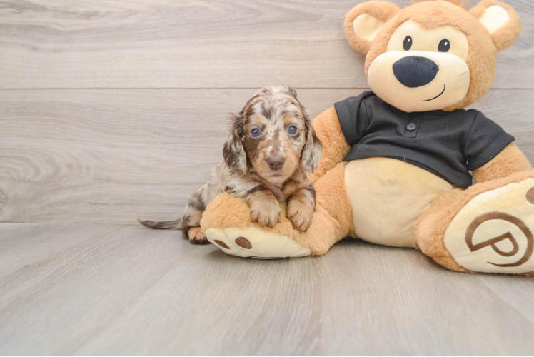 Cute Dachshund Purebred Pup