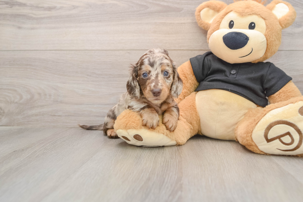 Cute Dachshund Purebred Pup