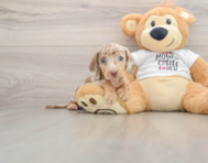 5 week old Dachshund Puppy For Sale - Pilesgrove Pups