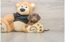 Cute Dachshund Baby