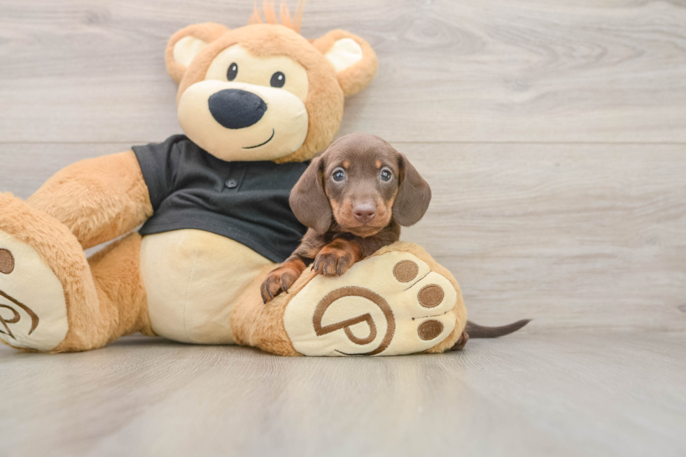 Cute Dachshund Baby