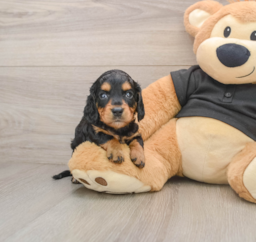 6 week old Dachshund Puppy For Sale - Pilesgrove Pups
