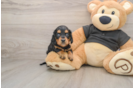 Cute Dachshund Purebred Pup
