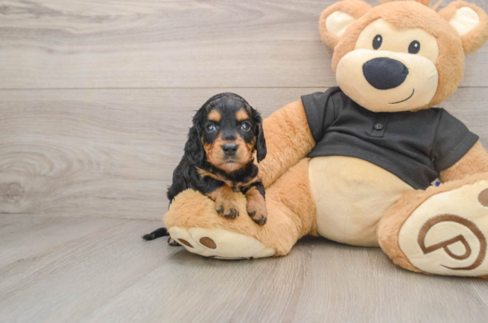 Cute Dachshund Purebred Pup