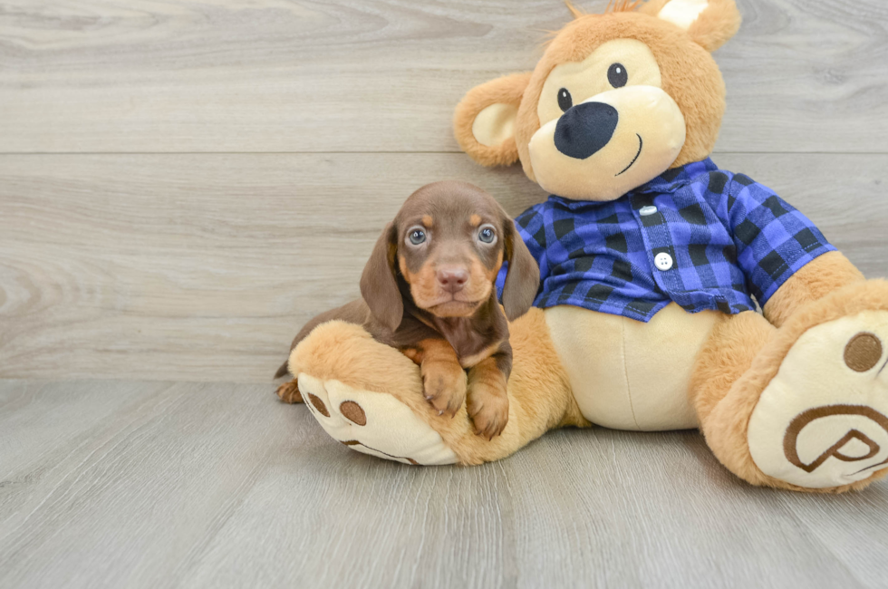 6 week old Dachshund Puppy For Sale - Pilesgrove Pups