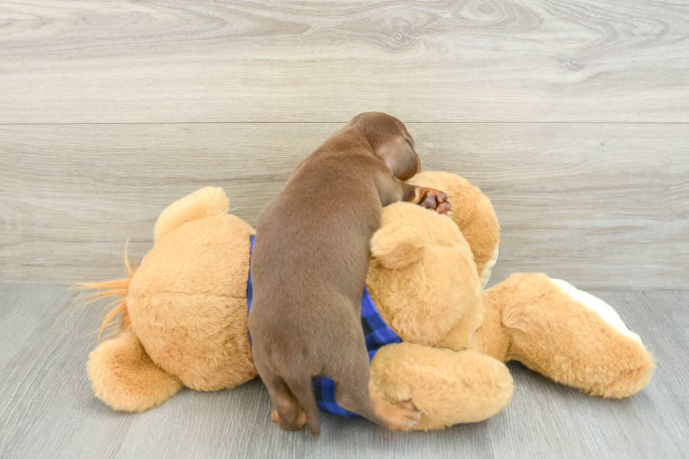 Cute Dachshund Purebred Pup