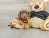 5 week old Dachshund Puppy For Sale - Pilesgrove Pups