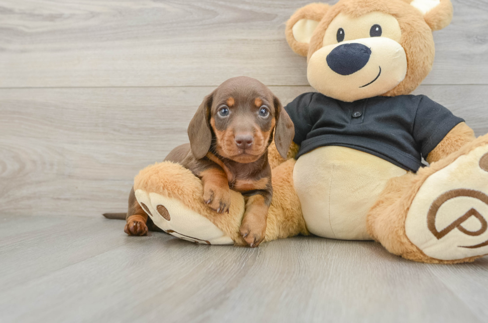 5 week old Dachshund Puppy For Sale - Pilesgrove Pups