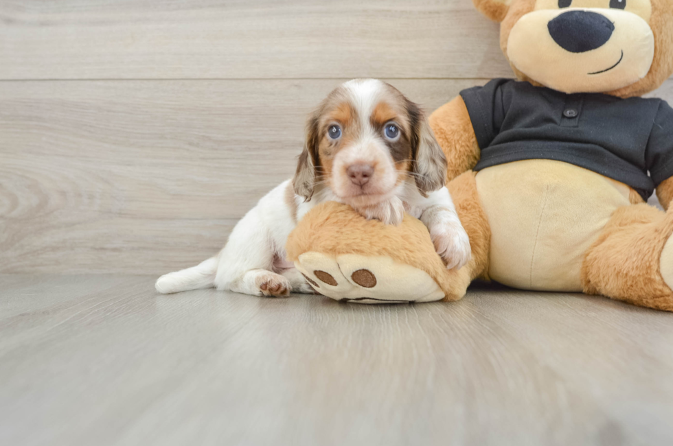 5 week old Dachshund Puppy For Sale - Pilesgrove Pups