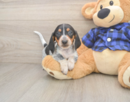 5 week old Dachshund Puppy For Sale - Pilesgrove Pups