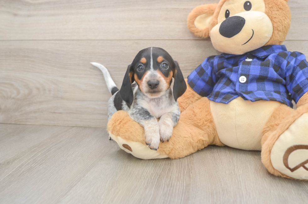 5 week old Dachshund Puppy For Sale - Pilesgrove Pups
