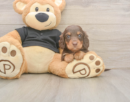 6 week old Dachshund Puppy For Sale - Pilesgrove Pups