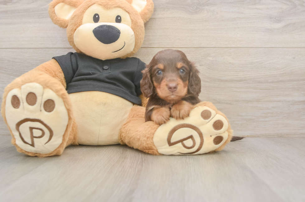 5 week old Dachshund Puppy For Sale - Pilesgrove Pups