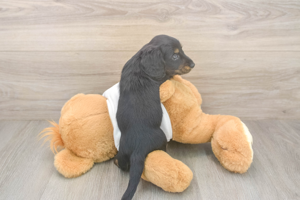 Cute Dachshund Purebred Pup