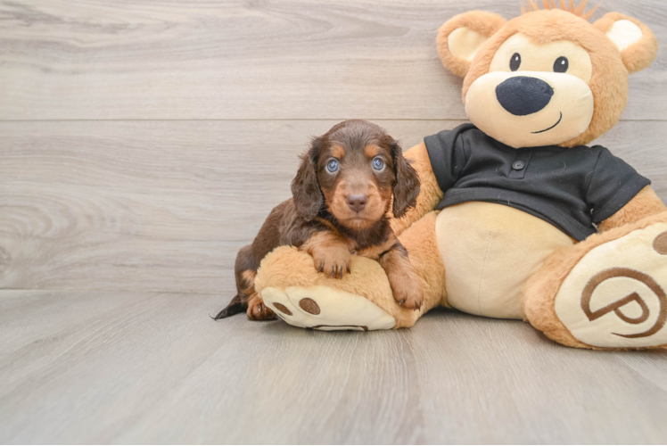 Best Dachshund Baby