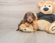 5 week old Dachshund Puppy For Sale - Pilesgrove Pups