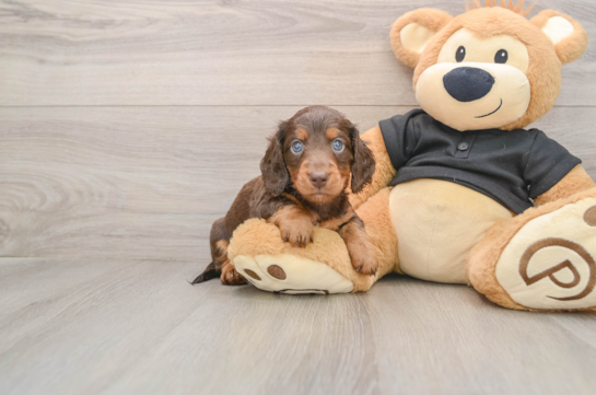 Best Dachshund Baby