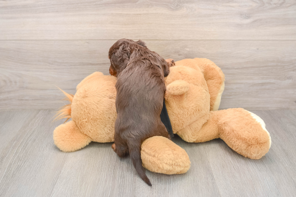 Cute Doxie Purebred Puppy