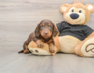 5 week old Dachshund Puppy For Sale - Pilesgrove Pups