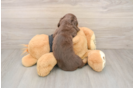 Cute Dachshund Baby