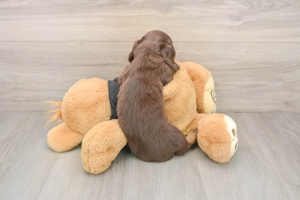 Cute Dachshund Baby