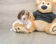 6 week old Dachshund Puppy For Sale - Pilesgrove Pups