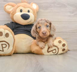 5 week old Dachshund Puppy For Sale - Pilesgrove Pups