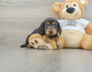 6 week old Dachshund Puppy For Sale - Pilesgrove Pups