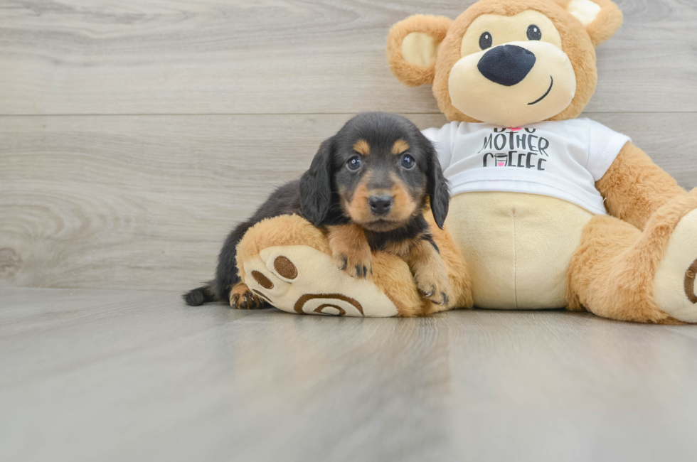 9 week old Dachshund Puppy For Sale - Pilesgrove Pups