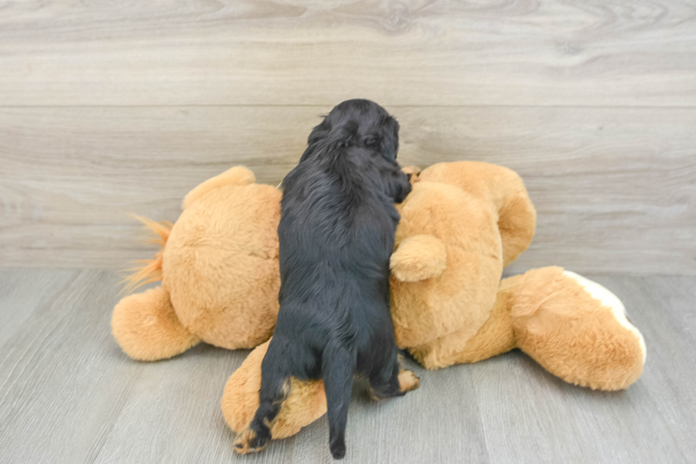 Dachshund Pup Being Cute