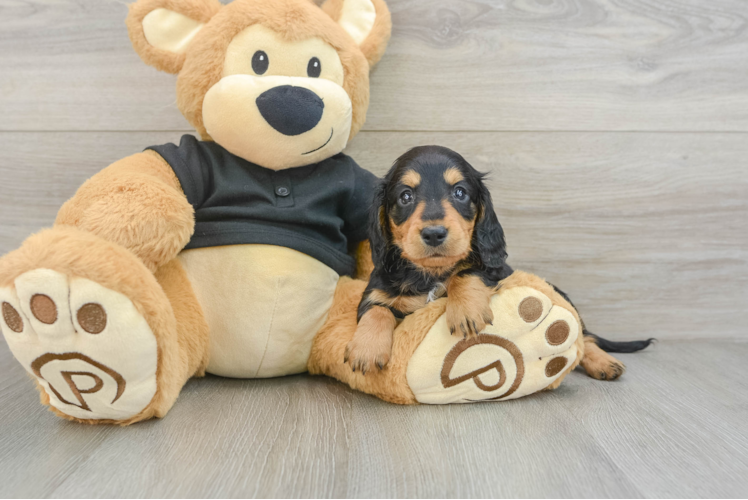 Dachshund Pup Being Cute