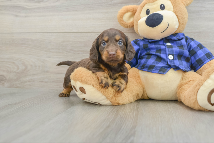 Cute Dachshund Purebred Pup