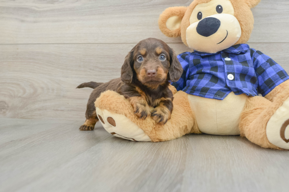 6 week old Dachshund Puppy For Sale - Pilesgrove Pups