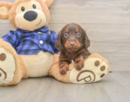 5 week old Dachshund Puppy For Sale - Pilesgrove Pups
