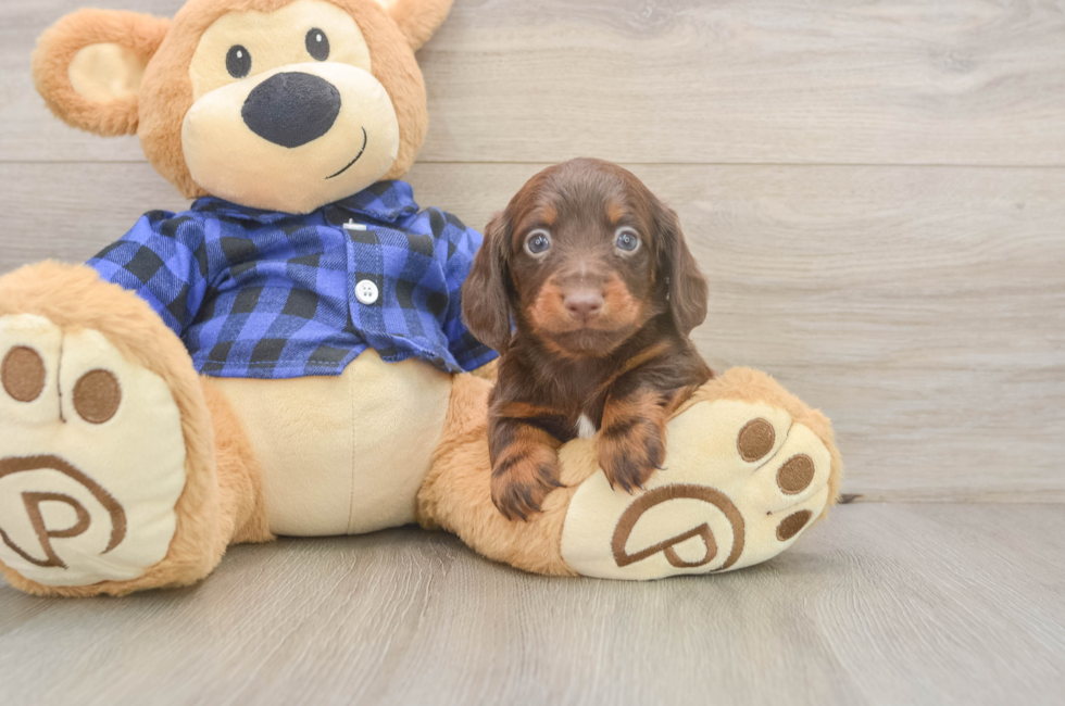 5 week old Dachshund Puppy For Sale - Pilesgrove Pups