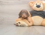 6 week old Dachshund Puppy For Sale - Pilesgrove Pups