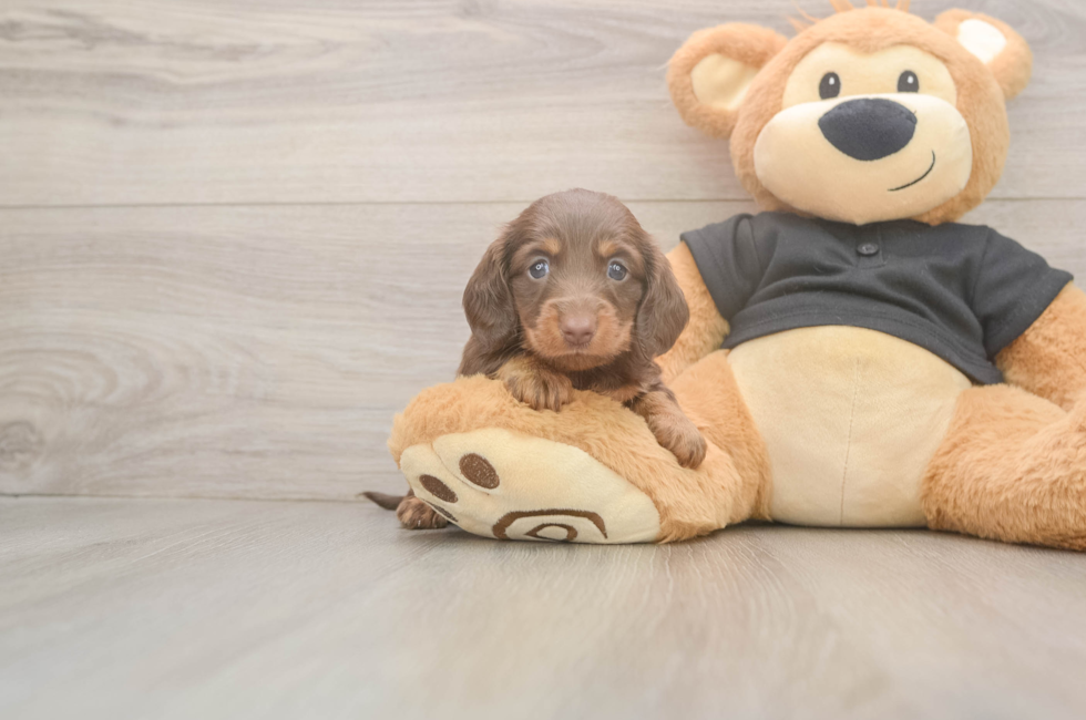 5 week old Dachshund Puppy For Sale - Pilesgrove Pups