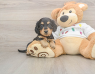 6 week old Dachshund Puppy For Sale - Pilesgrove Pups