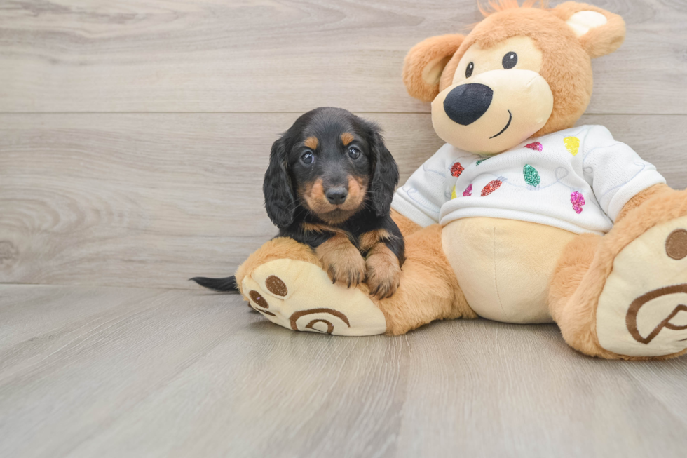 Cute Dachshund Baby