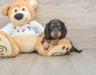 5 week old Dachshund Puppy For Sale - Pilesgrove Pups