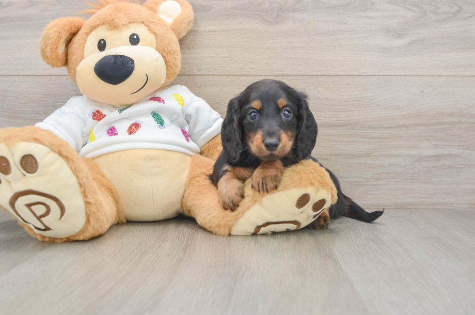 5 week old Dachshund Puppy For Sale - Pilesgrove Pups
