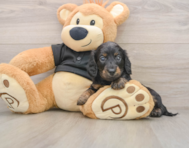 5 week old Dachshund Puppy For Sale - Pilesgrove Pups