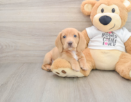 5 week old Dachshund Puppy For Sale - Pilesgrove Pups