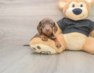 7 week old Dachshund Puppy For Sale - Pilesgrove Pups