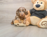6 week old Dachshund Puppy For Sale - Pilesgrove Pups