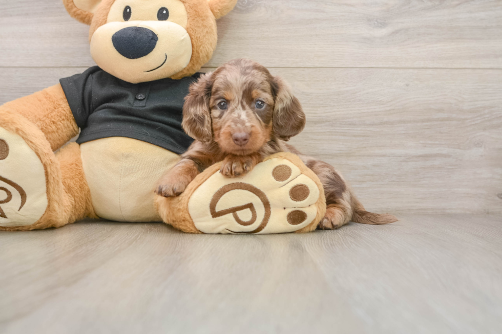 Best Dachshund Baby